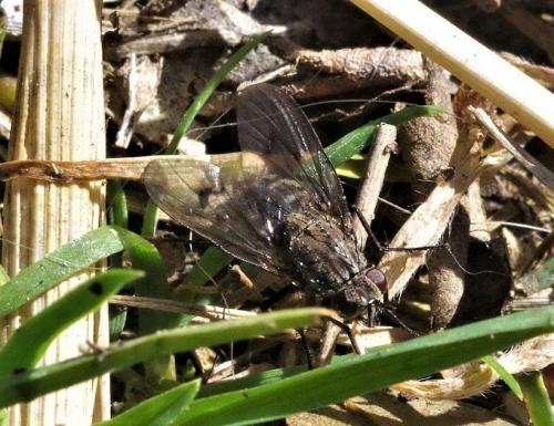 Réf. 245 271 : Helina evecta